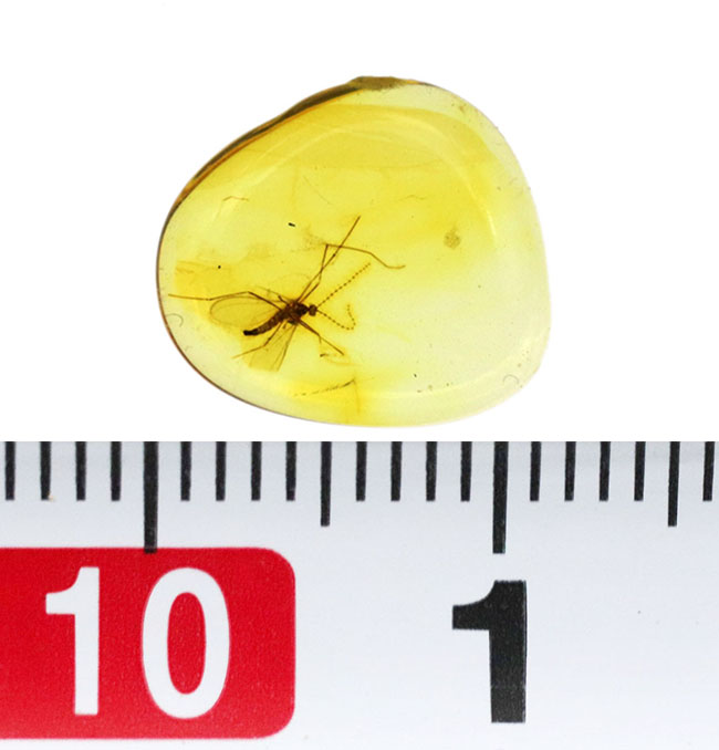 透明度の高い美しい個体、タマバエ科の虫を内包したバルト海産琥珀（Amber）（その7）