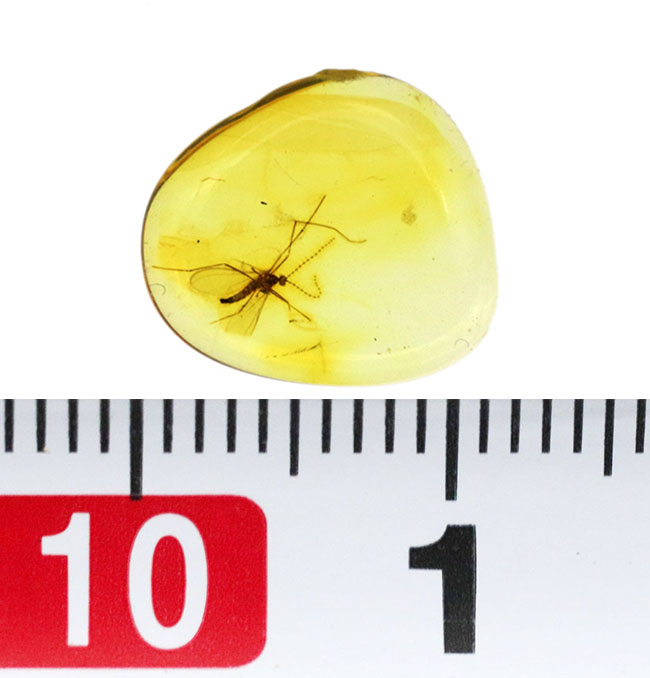 透明度の高い美しい個体、タマバエ科の虫を内包したバルト海産琥珀(Amber)(その7)