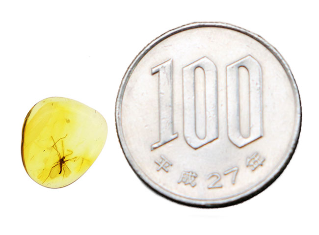 透明度の高い美しい個体、タマバエ科の虫を内包したバルト海産琥珀(Amber)(その8)
