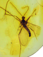 透明度の高い美しい個体、タマバエ科の虫を内包したバルト海産琥珀（Amber）
