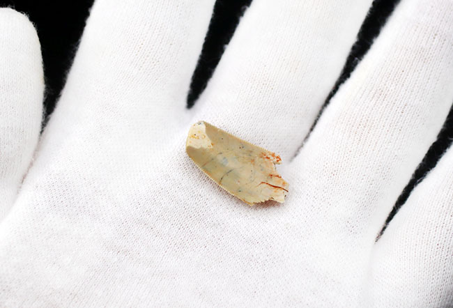 レア！小型獣脚類恐竜、デルタドロメウス（Deltadromeus）の歯化石