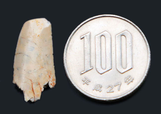 レア！小型獣脚類恐竜、デルタドロメウス（Deltadromeus）の歯化石