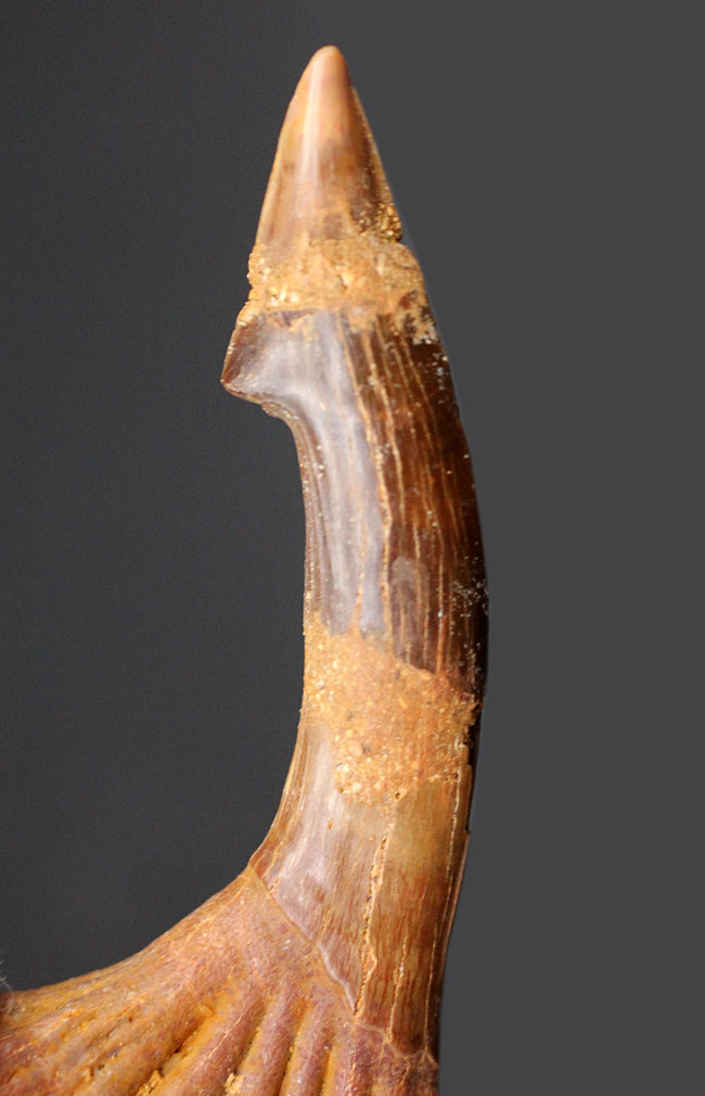 古代のノコギリエイ、オンコプリステス（Onchopristis）の状態の良い歯化石（分部の先が硬質化したもの）。獲物を引っ掛ける返しも保存（その1）