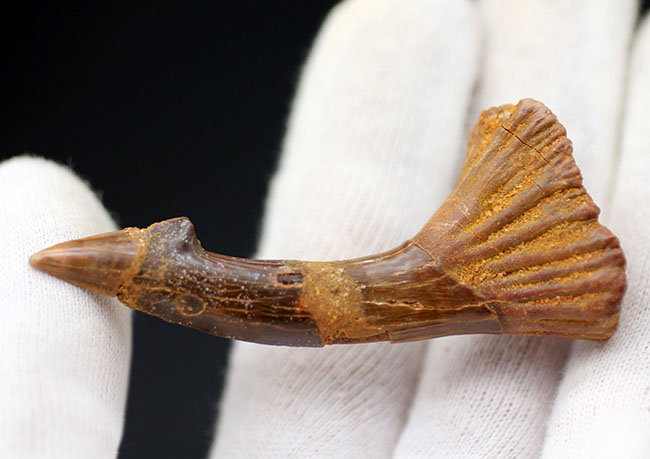 古代のノコギリエイ、オンコプリステス（Onchopristis）の状態の良い歯化石（分部の先が硬質化したもの）。獲物を引っ掛ける返しも保存（その2）