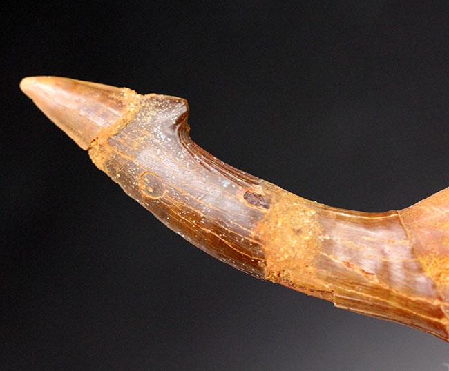 古代のノコギリエイ、オンコプリステス(Onchopristis)の状態の良い歯化石(分部の先が硬質化したもの)。獲物を引っ掛ける返しも保存(その3)