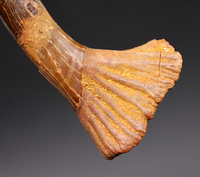 古代のノコギリエイ、オンコプリステス(Onchopristis)の状態の良い歯化石(分部の先が硬質化したもの)。獲物を引っ掛ける返しも保存(その4)