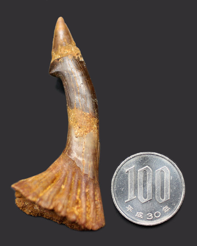 古代のノコギリエイ、オンコプリステス(Onchopristis)の状態の良い歯化石(分部の先が硬質化したもの)。獲物を引っ掛ける返しも保存(その6)