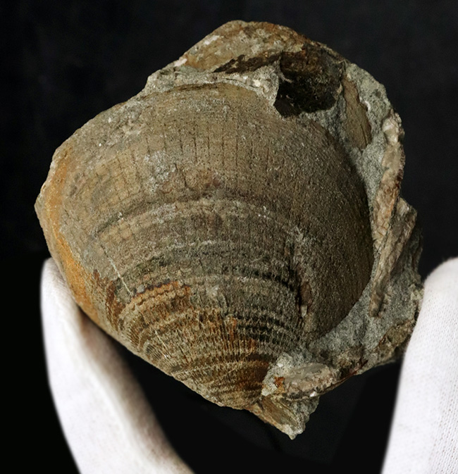 国産化石マニアックシリーズ！北九州藍島産、約３０００万年前の二枚貝、グリキメリス（Glycymeris）の群集標本（その1）