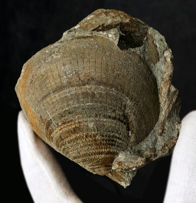 国産化石マニアックシリーズ!北九州藍島産、約3000万年前の二枚貝、グリキメリス(Glycymeris)の群集標本(その1)