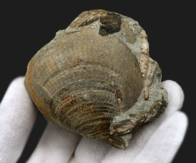 国産化石マニアックシリーズ!北九州藍島産、約3000万年前の二枚貝、グリキメリス(Glycymeris)の群集標本(その2)
