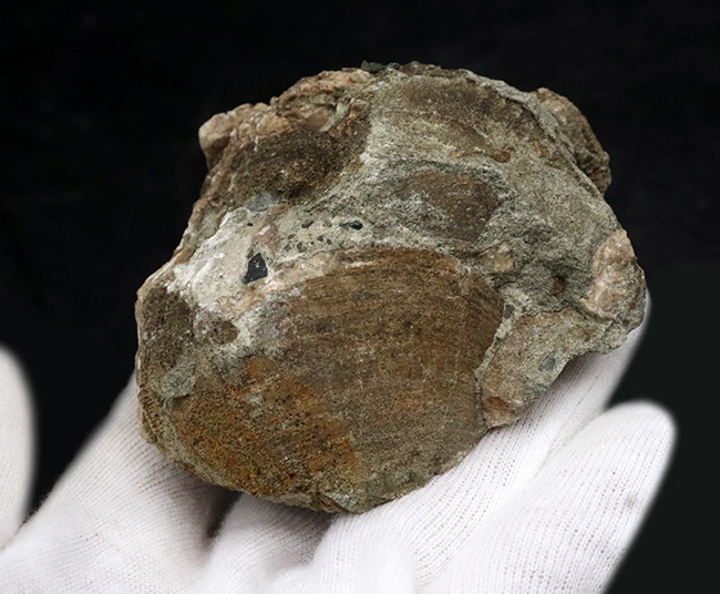 国産化石マニアックシリーズ!北九州藍島産、約3000万年前の二枚貝、グリキメリス(Glycymeris)の群集標本(その3)