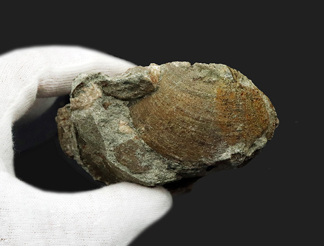 国産化石マニアックシリーズ!北九州藍島産、約3000万年前の二枚貝、グリキメリス(Glycymeris)の群集標本(その4)