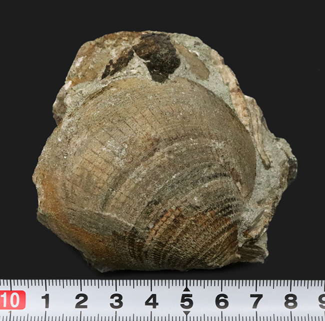 国産化石マニアックシリーズ！北九州藍島産、約３０００万年前の二枚貝、グリキメリス（Glycymeris）の群集標本（その5）