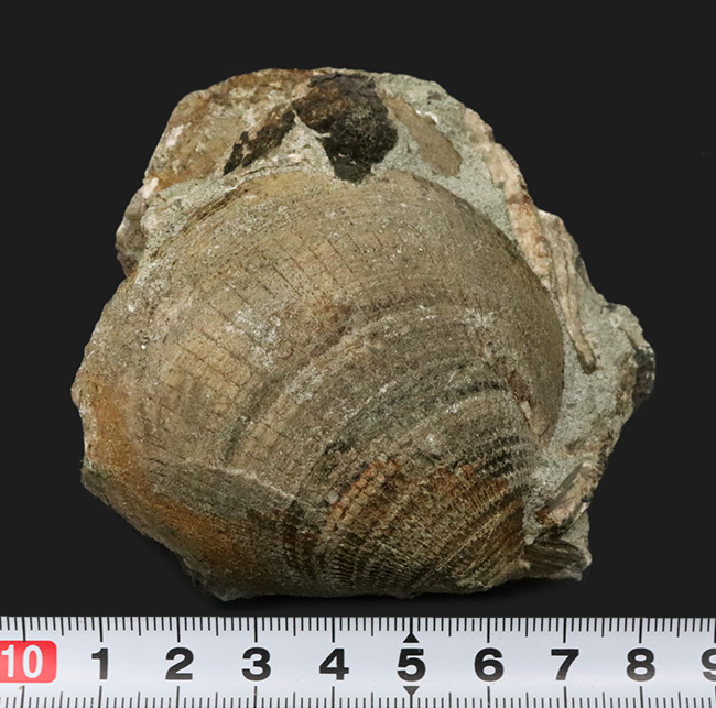 国産化石マニアックシリーズ!北九州藍島産、約3000万年前の二枚貝、グリキメリス(Glycymeris)の群集標本(その5)