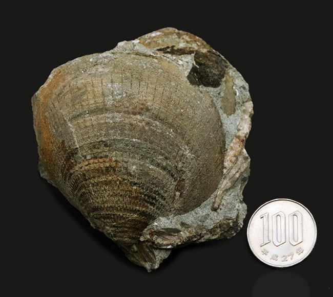 国産化石マニアックシリーズ!北九州藍島産、約3000万年前の二枚貝、グリキメリス(Glycymeris)の群集標本(その6)