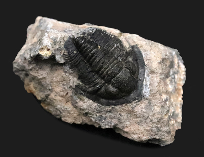 先端のシャベルのような突起が特徴的、古生代デボン紀の小型三葉虫、ディアデマプロエタス（Diademaproetus praecursor）の化石（その1）
