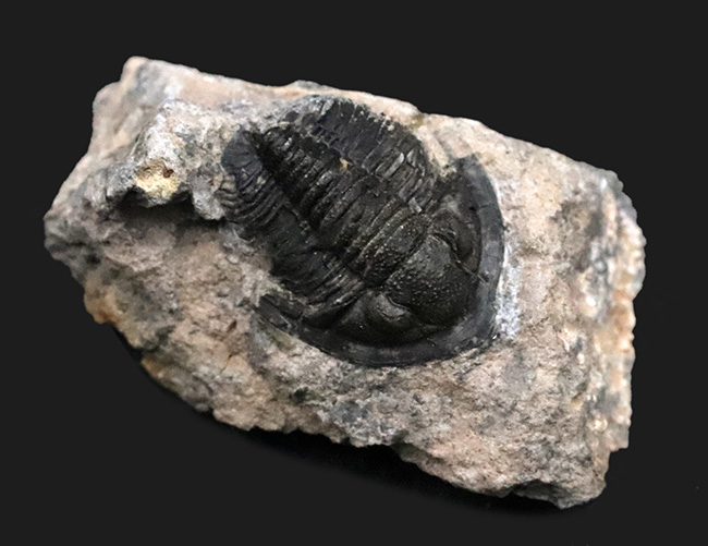 先端のシャベルのような突起が特徴的、古生代デボン紀の小型三葉虫、ディアデマプロエタス(Diademaproetus praecursor)の化石(その1)