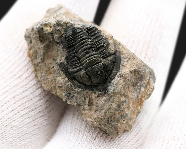 先端のシャベルのような突起が特徴的、古生代デボン紀の小型三葉虫、ディアデマプロエタス(Diademaproetus praecursor)の化石(その2)
