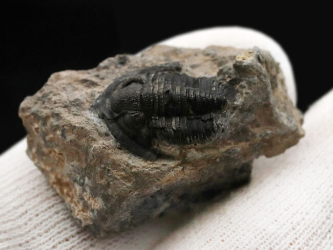 先端のシャベルのような突起が特徴的、古生代デボン紀の小型三葉虫、ディアデマプロエタス(Diademaproetus praecursor)の化石(その3)