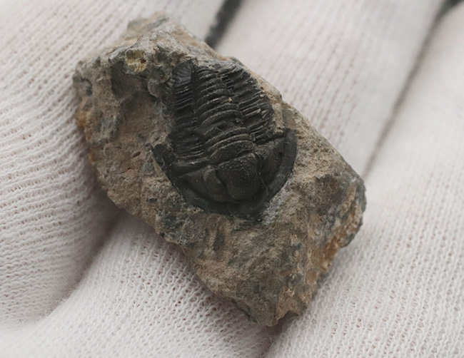 先端のシャベルのような突起が特徴的、古生代デボン紀の小型三葉虫、ディアデマプロエタス(Diademaproetus praecursor)の化石(その4)