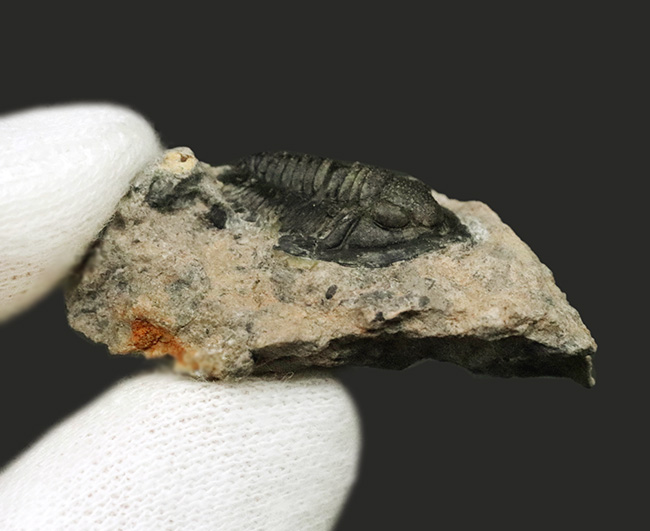 先端のシャベルのような突起が特徴的、古生代デボン紀の小型三葉虫、ディアデマプロエタス(Diademaproetus praecursor)の化石(その5)