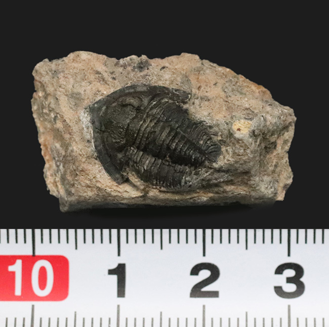 先端のシャベルのような突起が特徴的、古生代デボン紀の小型三葉虫、ディアデマプロエタス（Diademaproetus praecursor）の化石（その6）