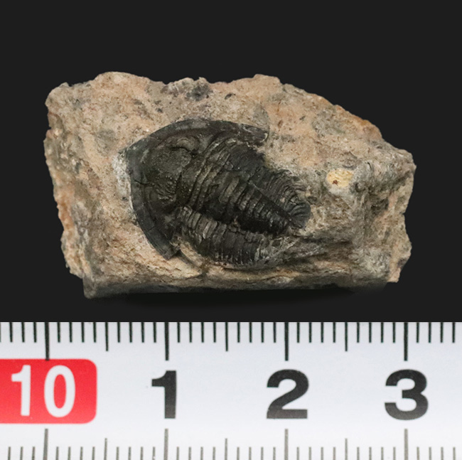 先端のシャベルのような突起が特徴的、古生代デボン紀の小型三葉虫、ディアデマプロエタス(Diademaproetus praecursor)の化石(その6)