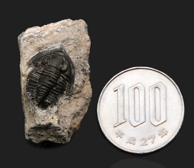 先端のシャベルのような突起が特徴的、古生代デボン紀の小型三葉虫、ディアデマプロエタス(Diademaproetus praecursor)の化石(その7)
