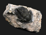 先端のシャベルのような突起が特徴的、古生代デボン紀の小型三葉虫、ディアデマプロエタス（Diademaproetus praecursor）の化石