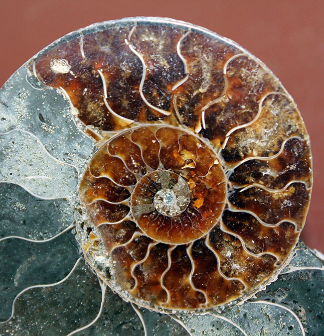 アンモナイト　ハウエリセラス　美麗標本　特大　97mm アンモナイト ハウエリセラス 美麗標本 特大 97mm 北海道占冠村