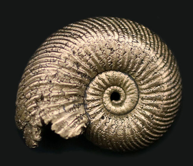 アンモナイト [AM356] クエンステッドトセラス クエンスッテッドセラス（Quenstedtoceras)