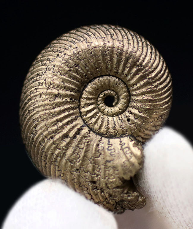 黄鉄鉱化アンモナイト、クエンステッドセラス（Quenstedtoceras）の