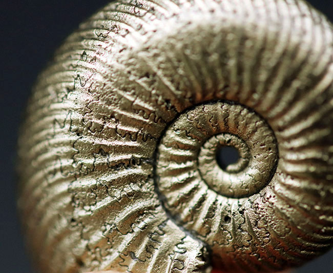 黄鉄鉱化アンモナイト、クエンステッドセラス（Quenstedtoceras）の