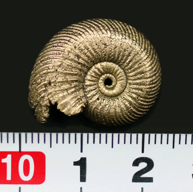 黄鉄鉱化アンモナイト、クエンステッドセラス（Quenstedtoceras）の