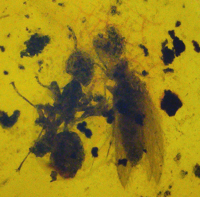 小さな粒に大きなロマン!古代の虫を内包したドミニカ産の琥珀(Amber)(その1)