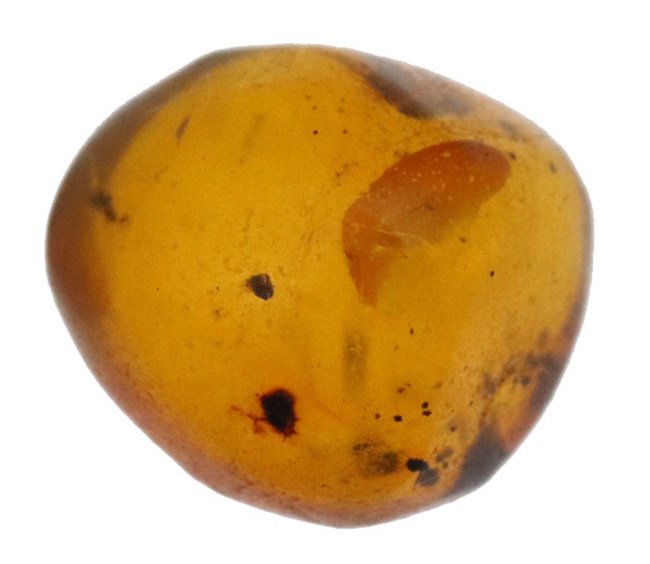 小さな粒に大きなロマン!古代の虫を内包したドミニカ産の琥珀(Amber)(その2)