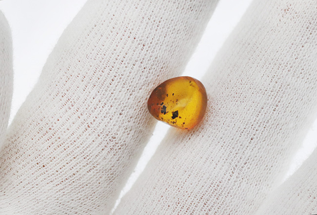 小さな粒に大きなロマン!古代の虫を内包したドミニカ産の琥珀(Amber)(その3)
