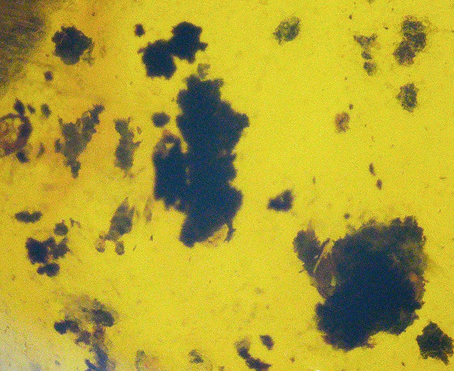 小さな粒に大きなロマン!古代の虫を内包したドミニカ産の琥珀(Amber)(その4)