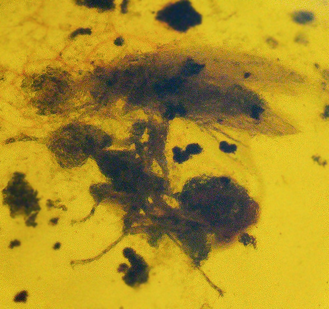 小さな粒に大きなロマン!古代の虫を内包したドミニカ産の琥珀(Amber)(その5)