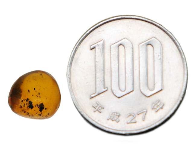 小さな粒に大きなロマン!古代の虫を内包したドミニカ産の琥珀(Amber)(その8)