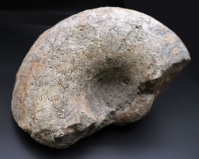 １０キロ近い巨大な標本！北海道産の巨大アンモナイトの化石。素晴らしい縫合線模様が残存