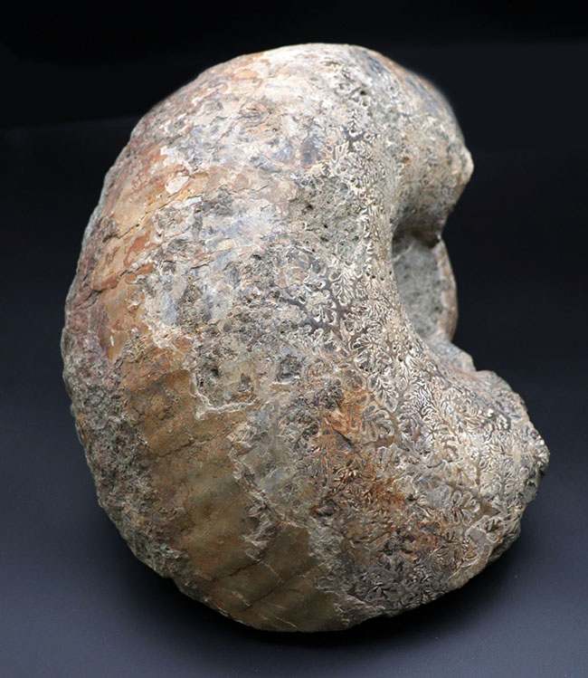10キロ近い巨大な標本!北海道産の巨大アンモナイト(Ammonite)の化石。素晴らしい縫合線模様が残存(その2)