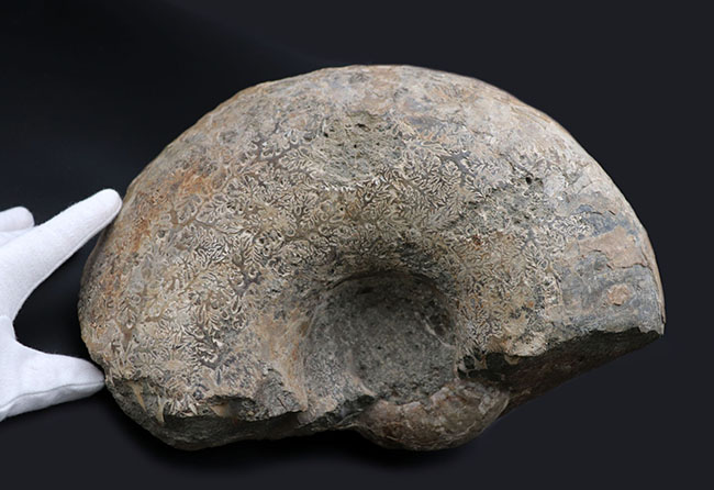 １０キロ近い巨大な標本！北海道産の巨大アンモナイト（Ammonite）の化石。素晴らしい縫合線模様が残存（その3）