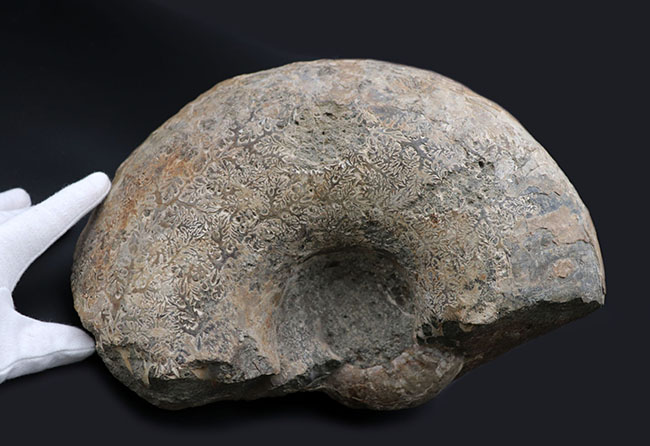 10キロ近い巨大な標本!北海道産の巨大アンモナイト(Ammonite)の化石。素晴らしい縫合線模様が残存(その3)