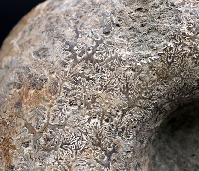 １０キロ近い巨大な標本！北海道産の巨大アンモナイト（Ammonite）の化石。素晴らしい縫合線模様が残存（その4）
