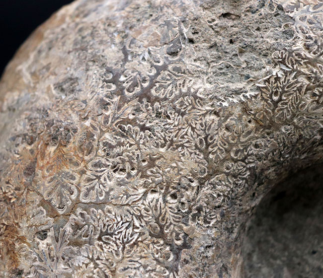 10キロ近い巨大な標本!北海道産の巨大アンモナイト(Ammonite)の化石。素晴らしい縫合線模様が残存(その5)