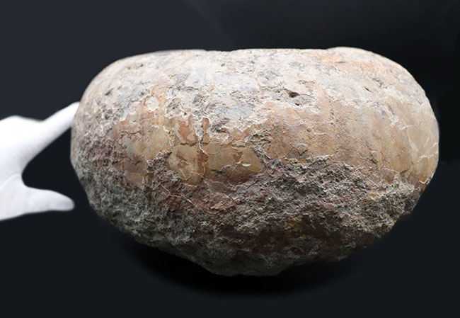 １０キロ近い巨大な標本！北海道産の巨大アンモナイト（Ammonite）の化石。素晴らしい縫合線模様が残存（その6）