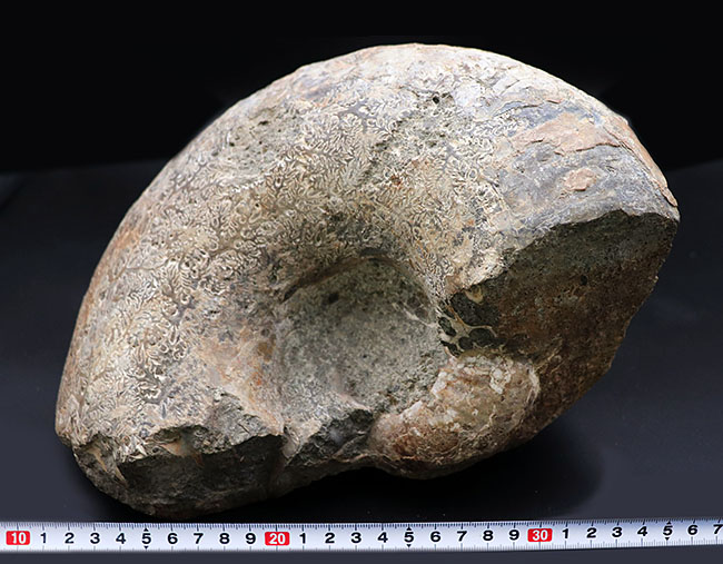 １０キロ近い巨大な標本！北海道産の巨大アンモナイト（Ammonite）の化石。素晴らしい縫合線模様が残存（その7）