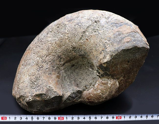 10キロ近い巨大な標本!北海道産の巨大アンモナイト(Ammonite)の化石。素晴らしい縫合線模様が残存(その7)