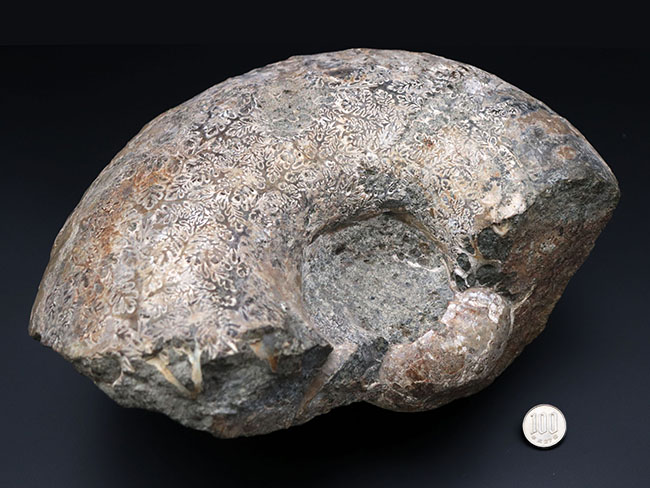 １０キロ近い巨大な標本！北海道産の巨大アンモナイト（Ammonite）の化石。素晴らしい縫合線模様が残存（その8）